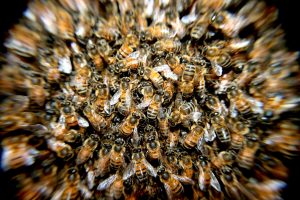 Read more about the article 5 einfache Wege zu deinem ersten Bienenvolk
