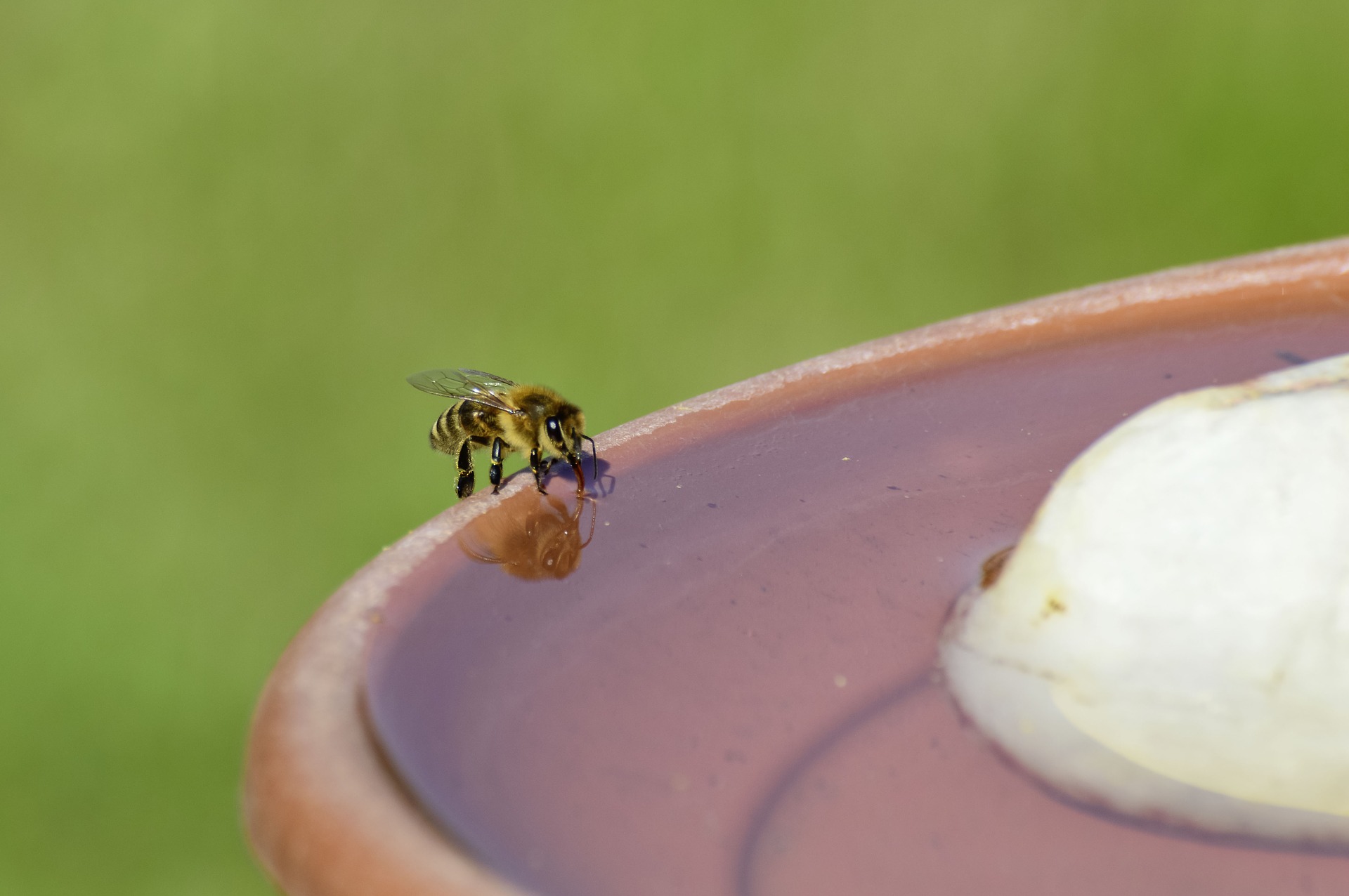 You are currently viewing Nutze eine einfache Bienentränke, damit die Klimaanlage im Bienenstock nicht ins Stocken gerät